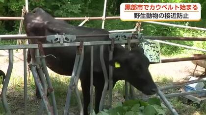 牛の放牧で野生動物の接近防ぐ”カウベルト”富山・黒部市「放牧で農作物被害が減っている」