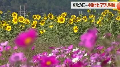 夏の代表的な花・ヒマワリが満開～コスモスと競演【福井】