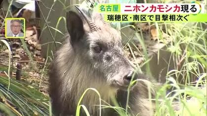 電車と接触しケガか…名古屋の公園に国の特別天然記念物『ニホンカモシカ』側溝で動けなくなっていて無事保護