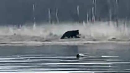 【ヒグマ速報】『シカ食ってるじゃん！』体長2メートル超のクマが“小鹿”を襲撃＿岸辺に響き渡るクマの唸り声とシカの鳴き声…緊迫の『捕食シーン』を撮影〈北海道別海町〉