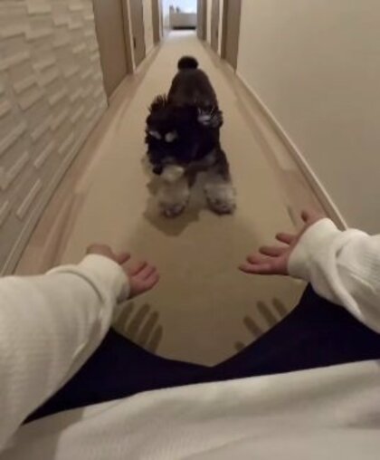 帰宅した飼い主のもとにズザザー！“スライディング”でお出迎えするワンコがかわいい…いつもの姿なのか聞いた