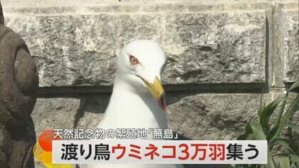 「こんなに数いるのは初めて」島を埋め尽くす“約3万羽”のウミネコ　天然記念物「蕪島」で産卵がピーク　青森・八戸市