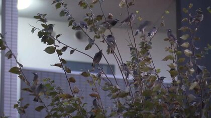 「ジュラシック・パークぐらいうるさい」騒音やふんなどで住民を悩ます　全国各地に「ムクドリ」の大群　嫌がる音や光で対策も解決せず