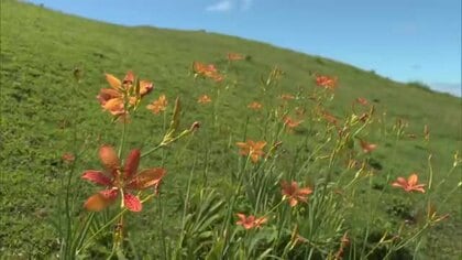 「見たことなかった」「きれいですね」串間市・都井岬でヒオウギの花が見頃