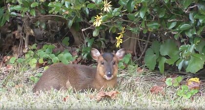庭に住み着き“人慣れ”するキョン　狂犬病やマダニの危険性も　大繁殖する害獣の習性やリスクを専門家が解説