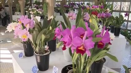 チョコレートのような甘い香りが特徴の品種も…丸亀市のリゾート施設で「カトレア展」開催中【香川】