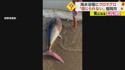 【打ち上げられた理由】1.5m150kgクロマグロが海水浴場に…養殖いけすの網を破って逃げ出した可能性　福岡市