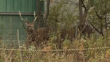 大きなツノのオスジカ２頭が札幌の住宅街に居座る「キツネは見るけどシカは初めて」住民驚き　
