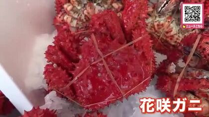 【今が旬】根室名物「花咲ガニ」をがぶり！夏ならではの味わい『かに祭り』で堪能→豪快にゆで上げる”大釜”も登場8月23日まで〈北海道根室市〉