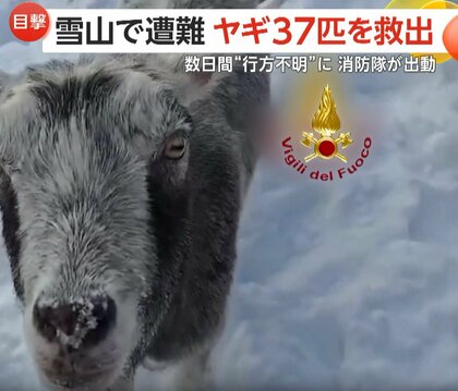 標高2500mの雪山で“ヤギ37匹”が遭難…数日間“行方不明”も救助隊と雪道を行進“見事な統率”で生還　イタリア