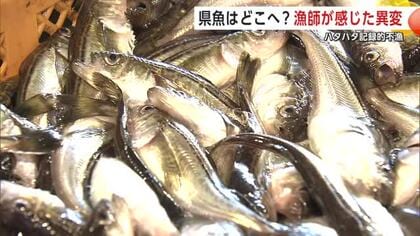 「季節ハタハタの文化が消滅するのでは」　記録的不漁、県魚はどこへ？漁師が感じた異変　秋田・八峰町