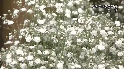 涼しい気候を生かし「カスミソウ」の栽培が盛ん　西日本有数の産地飯田高原で出荷ピーク　大分県九重町