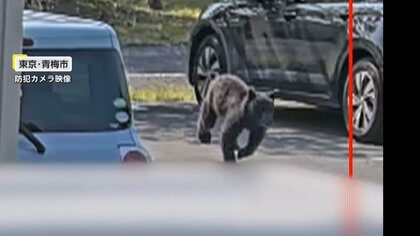 【独自】「やっぱり怖いですね」各地で相次ぐクマ被害…東京・青梅市でも目撃　岩手・登米市では「モモ」を使って1頭を捕獲