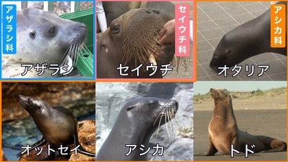 注目】見分け方は「耳たぶ」！アシカ・アザラシと「オットセイ」の違い