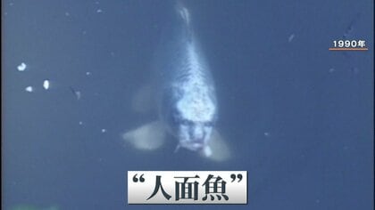 一世風靡したあの池に今度は”パンダナマズ”…人面魚に代わり“令和の顔