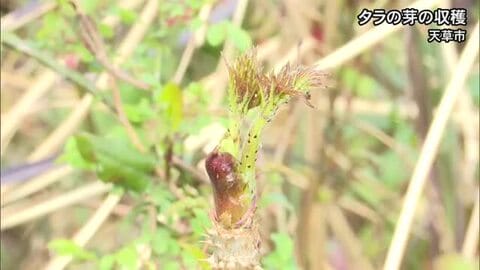 「天ぷらや湯がいて酢味噌で食べるとおいしい」天草市でタラの芽の収穫【熊本】