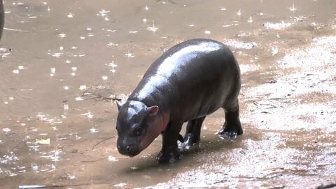 “豚肉団子”の次は“チャーシュー”？　タイの動物園で3月誕生のコビトカバ「ムーデーン」が新たな人気者に
