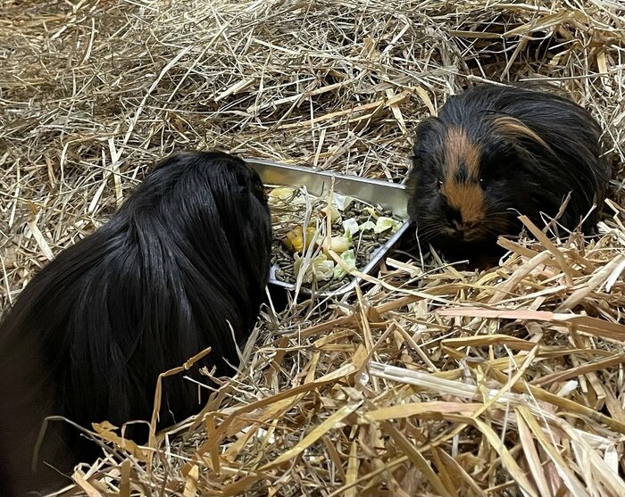左:くろまめくん 右:きんときくん(提供:おびひろ動物園)