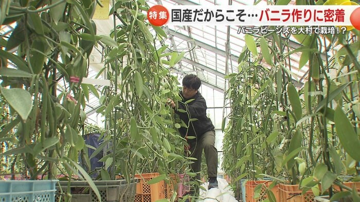 「県産バニラを全国へ」清水さんの挑戦は続く