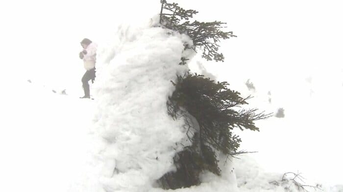 2024年は2月中旬に樹氷が姿を消した