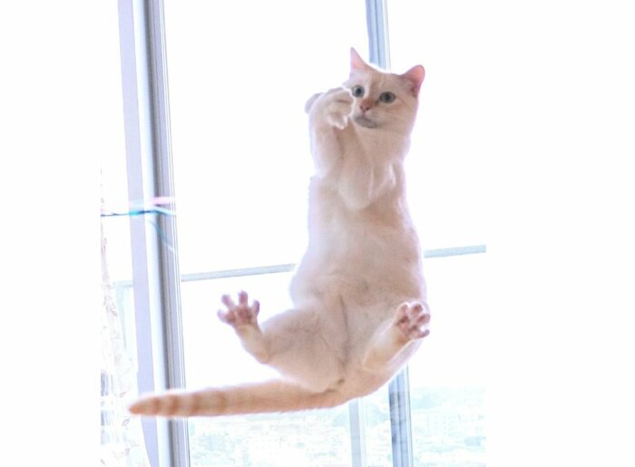 「忍者猫の舞空術」!