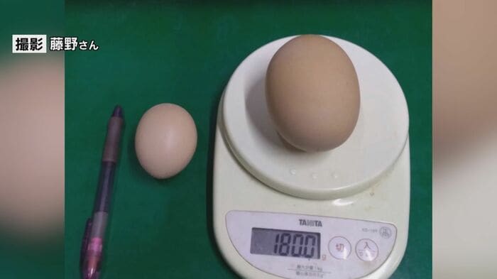 通常サイズの約3個分という大きなタマゴ