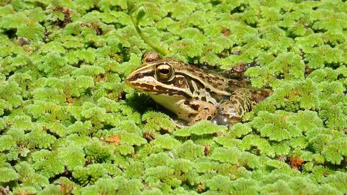 提供:杉浦真治准教授 トノサマガエル