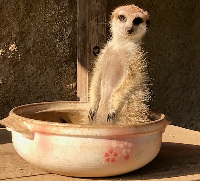 土鍋の中で立つ姿も(提供:九十九島動植物園森きらら)