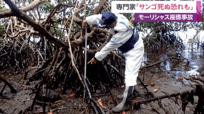 油が漂着したマングローブ林
