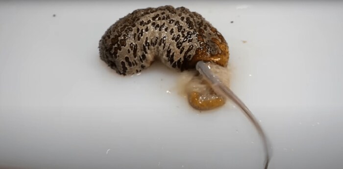 (謎の生き物は激しく暴れている)
