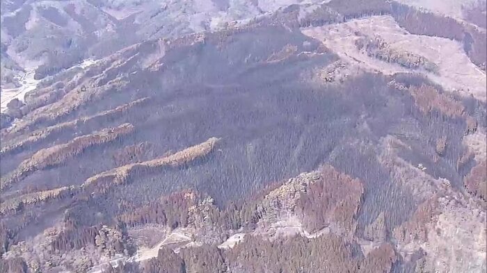 森林の再生が大きな課題