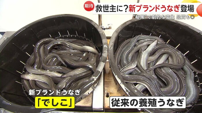 新ブランドうなぎ「でしこ」と従来の養殖ウナギ