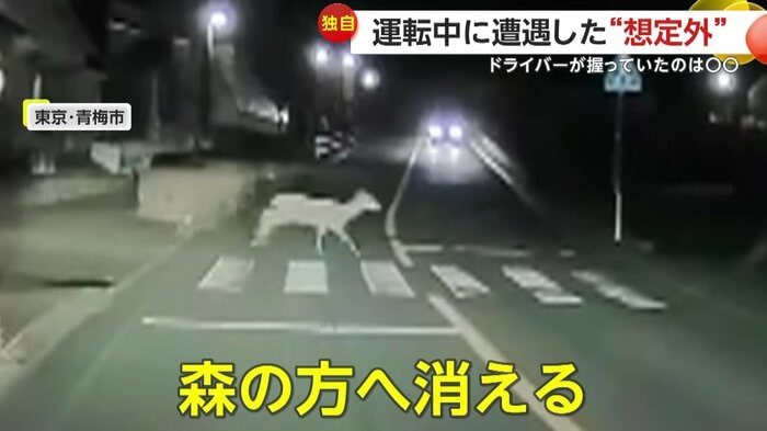 森の方へ消えていったシカ(FNN投稿サイト「ビデオPost」)