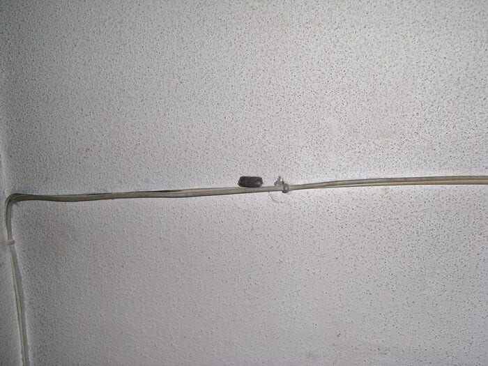 壁に貼り付けられた卵鞘