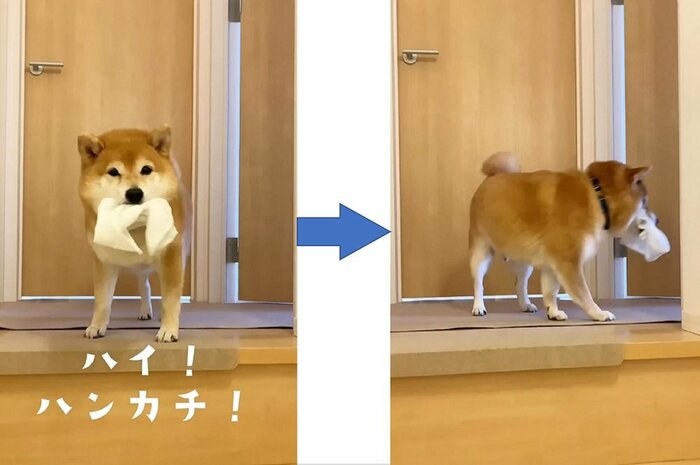 ハンカチ(ガーゼ)を持ってきた