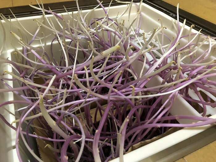 床下収納から現れた触手のようなもの(提供:おこめさん)