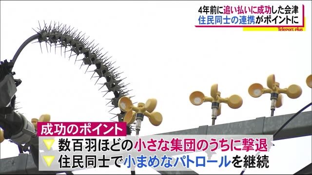 なぜ会津若松市はムクドリの追い払いに成功した!? 住民の連携・対策継続がポイント?【福島発】