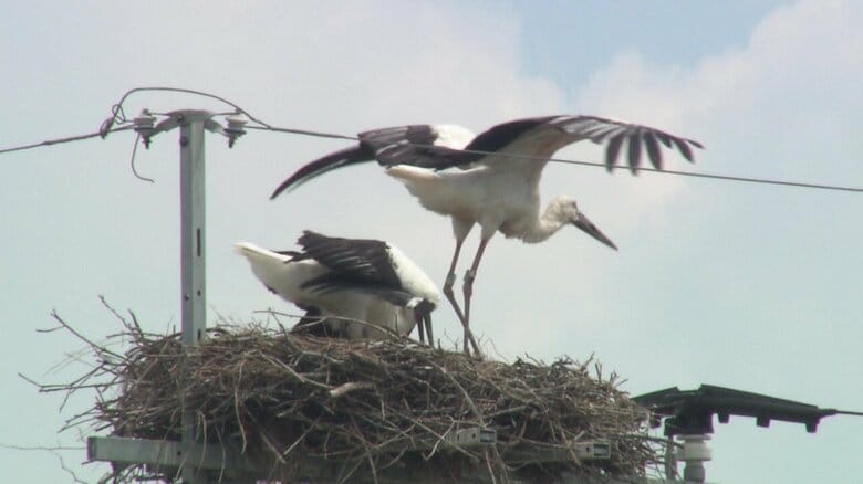 電柱の「コウノトリ」が3年連続で巣立ち 九州唯一の繁殖地で孵化した3羽のうち2羽が無事成長 毎日欠かさず見守り｜FNNプライムオンライン