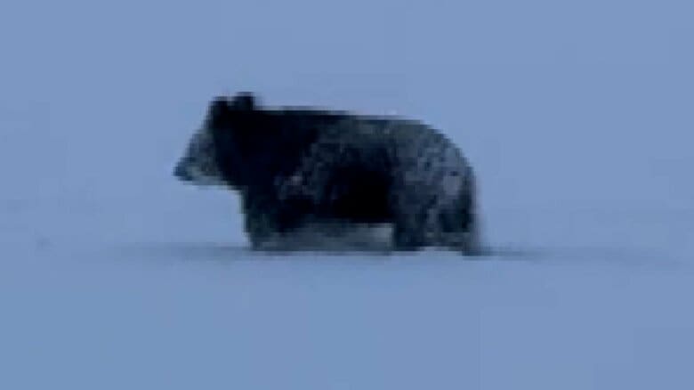 冬眠期になぜ？前年同時期に比べ約13倍…生活圏で相次ぐクマの出没　専門家「寝る場所を探しているのではないか」【秋田発】｜FNNプライムオンライン