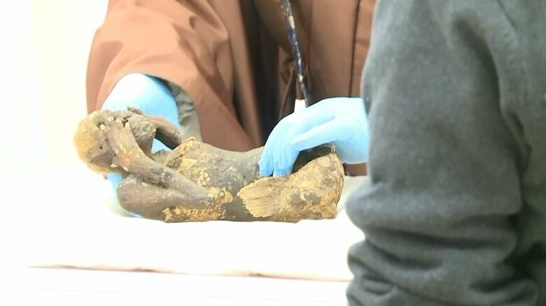 「人魚のミイラ」は造形物　病気予言などの言い伝えから…人魚を表現するための手段か？【岡山発】｜FNNプライムオンライン