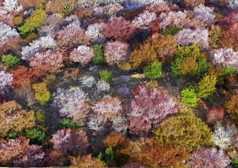 桜シーズン到来 東京は史上最速開花！2021年は “空から見る桜”も…おうちで極上花見はいかが？｜FNNプライムオンライン