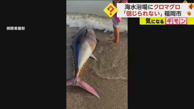 【打ち上げられた理由】1.5m150kgクロマグロが海水浴場に…養殖いけすの網を破って逃げ出した可能性　福岡市｜FNNプライムオンライン