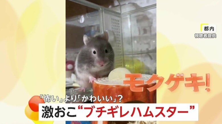 【キレるハムスター女子】お尻を触られてブチギレ！？鋭いツメと強靭なキバをむき出しに…飼い主「びっくりしたけど愛おしい」｜FNNプライムオンライン