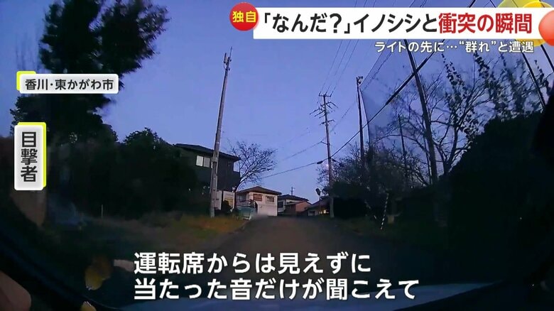 「車壊れるんじゃないかと」茂みから何かが飛び出し車と衝突…後で“イノシシ親子”を確認 実は去年も同じ場所で遭遇 香川・東かがわ市|FNNプライムオンライン