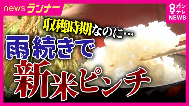 本格的な収穫シーズン前に“秋の長雨”で新米がピンチ　稲が倒れ収穫できず　水に浸かった稲も…｜FNNプライムオンライン
