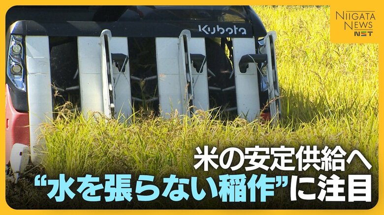 米価に翻弄された2025年…米の安定供給へ“水を張らない稲作”に注目！作業コスト削減のメリットの一方で課題も｜FNNプライムオンライン