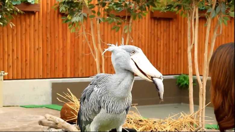 首を激しく振って ニジマス はいらん ハシビロコウの ふたばちゃん はグルメ 飼育員に聞いた