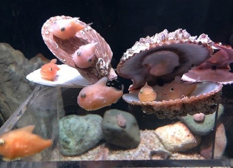 ツルツルの感触が好き?(画像:青森県営 浅虫水族館(@AsamushiAqua)より)