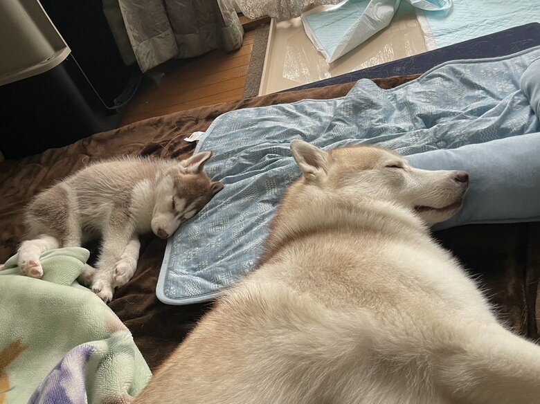 だんだん…（提供：ココとイチのままちゃん）