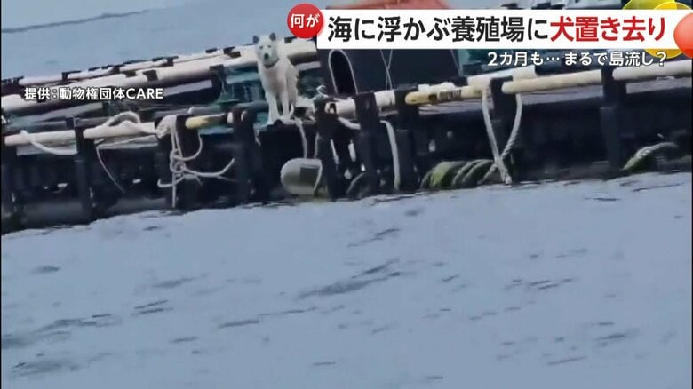 韓国・済州島近くの養殖場に置き去りにされた犬